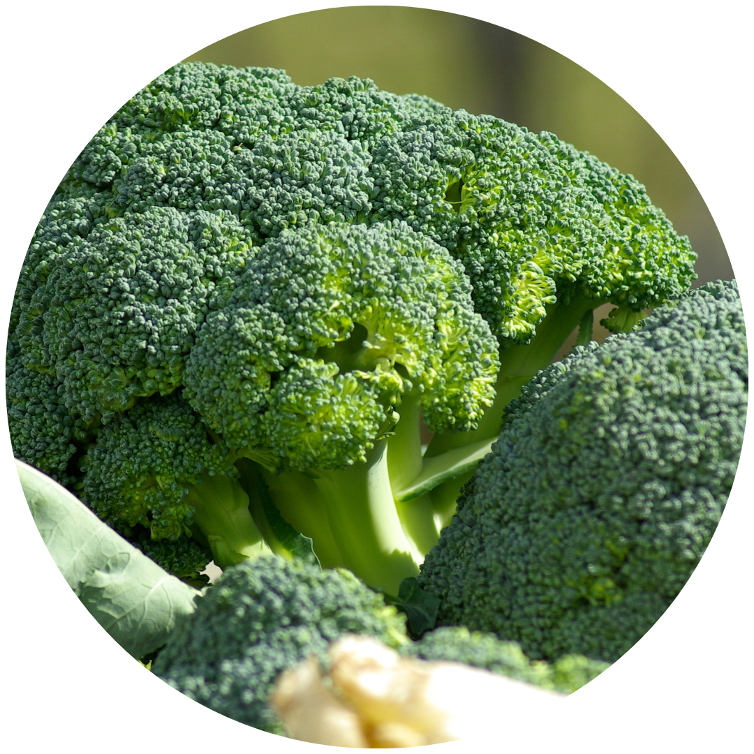 BROCOLI TRITON